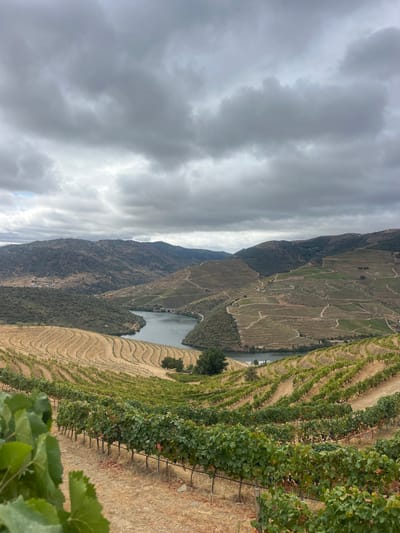 This image presents a panoramic landscape view of the Douro Valley, specifically near Carrazeda de Ansiães, Portugal. The scene is depicted under a heavily overcast, grey sky dominated by thick stratocumulus clouds, indicating diffused lighting.
The foreground is occupied by multiple rows of cultivated grapevines, characterized by vibrant green foliage, ascending from the lower left and right towards the center. These vines are planted on terraced slopes, with the dry, light brown earth visible between the rows.
In the midground, a substantial dark-blue/grey river, consistent with the Douro River, flows in a prominent S-shaped curve through a deep valley. The riverbanks and surrounding hills are extensively sculpted into a series of steep, horizontal terraces, largely cultivated with vineyards. These terraces display a pattern of green foliage alternating with exposed brown soil. On the far bank, within the river's curve, a small cluster of light-colored structures is faintly visible, possibly indicating a small settlement or dock. Scattered green trees are interspersed among the terraces closer to the river.
The background consists of layers of receding hills and mountains, appearing muted green and brown, with additional signs of terraced cultivation extending into the distance. No individuals, vehicles, or specific human activities are discernable within the captured scene.