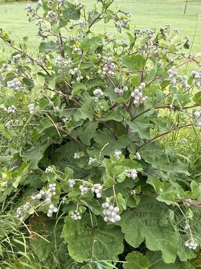 This is a close-up, eye-level outdoor photograph of a large, leafy plant with numerous spiky, light-colored seed heads. The plant is a burdock. The background consists of a blurred green field and a light pole. The image was taken in Gudeliai, Lithuania.