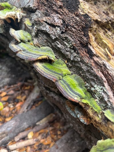 The image shows a close-up of bracket fungi growing on a decaying tree trunk. The fungi have a layered appearance with bands of green and dark brown/black coloration. Some of the fungi are also covered with a moss-like growth. The tree bark is heavily textured and weathered. In the background, there is leaf litter, suggesting the scene is in a wooded area. Although the request specifies the location as Lapataia, Argentina, this detail cannot be verified from the image alone. Therefore, the location is not confirmed.