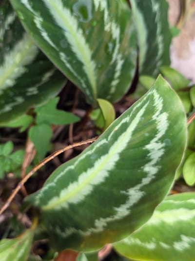 The image shows a close-up view of green leaves with white striped patterns. Some leaves have water droplets on them, suggesting recent rain or watering. The leaves are vibrant green, with the white markings appearing as irregular, wavy lines running parallel to the leaf veins. The background is blurred, but appears to be natural foliage and possibly some soil or mulch. The lighting suggests it is daytime, possibly overcast or in shade, given the soft illumination. The photograph is taken at an angle that emphasizes the texture and patterns of the leaves. The scene is outdoors, likely in a garden or natural setting. No people or animals are visible.