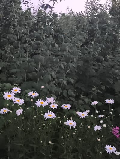 The image depicts a cluster of white daisies with yellow centers growing in the foreground, against a backdrop of dense, dark green foliage. The daisies are of various sizes, with some in full bloom and others as buds. The foliage behind them appears to be a mix of leafy plants, possibly bushes or tall grasses, with thin stems visible. The lighting suggests it is either early morning or late evening, with a soft, diffused light and a slightly overcast sky. The scene is likely a garden or a natural setting within the city of Ocnița, Moldova, characterized by lush vegetation. There are no people or animals visible in the image.