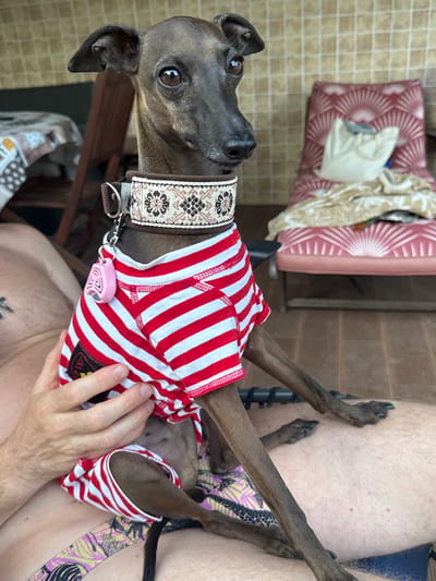 An Italian Greyhound dog, wearing a red and white striped shirt and a decorative collar, is held on a person's lap on a wooden porch with a tiled wall in the background. The dog has dark brown fur and is looking towards the left of the frame. A pink tag is attached to the dog's collar. In the background, there is a pink chair with a patterned cushion, a table with a checkered tablecloth, and some wooden furniture. The scene appears to be outdoors in a residential area. The image was taken in Seixal, Portugal.