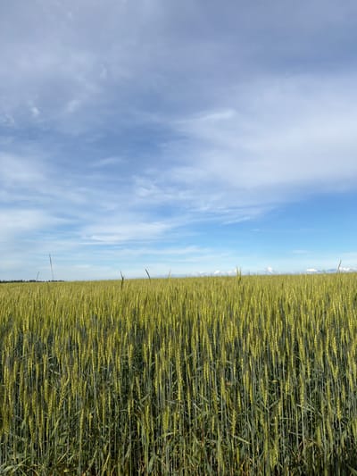 A vast, green wheat field stretches across the foreground under a bright blue sky dotted with wispy white clouds. The wheat stalks are densely packed, showing hints of green and yellow. In the distance, a thin line of dark green trees marks the horizon. The scene is a rural landscape in Kolesnikovo, Russia.