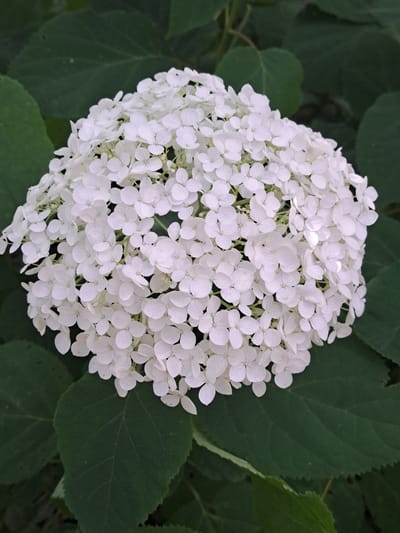 This is a close-up, vertical, eye-level shot of a large, spherical white hydrangea bloom. The bloom is densely packed with small, four-petaled florets. The hydrangea is surrounded by dark green, textured hydrangea leaves, some of which are in sharp focus while others are softly blurred in the background. The lighting is even, with no harsh shadows, suggesting an overcast day or diffused light. The image is sharp and detailed, highlighting the delicate structure of the individual petals and the overall shape of the flower head. The scene appears to be a garden or natural setting, with no signs of human activity or urban elements. There is no information available to link this image to the city of Kalinka, Russia.