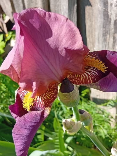 This is a close-up, low-angle, outdoor photograph of a single, partially opened iris flower. The flower has petals in shades of deep purple and lighter pink, with intricate yellow and maroon markings on the inner surfaces of the lower petals. The yellow stigmas are prominent. The flower is positioned in the foreground, with its petals unfurling towards the upper left of the frame. The background is a blur of green foliage, suggesting a garden setting. Behind the foliage, a portion of a weathered wooden fence is visible, casting shadows on the flower. The scene is illuminated by natural sunlight, creating highlights and shadows that emphasize the texture and form of the petals. The location is identified as Žygaičiai, Lithuania, suggesting the photograph was taken in a natural or garden environment within that area. There are no people or animals visible in the image, and no discernible action or interaction is occurring. The focus is entirely on the botanical subject.