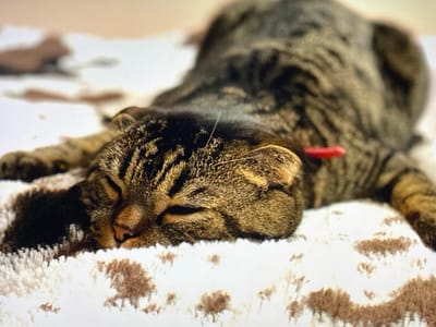The image shows a tabby cat lying on a fluffy white and brown patterned blanket. The cat is lying on its side with its head resting on the blanket, its eyes are closed, and its mouth is slightly open, suggesting it is asleep or resting. The cat has a red collar around its neck. The background is blurred, but appears to be indoors. The image is a close-up shot, focusing on the cat's face and upper body.

The location in the city of Purkersdorf, Austria is not depicted or suggested in the image.