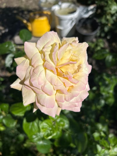 A close-up, high-angle shot showcases a pale yellow rose with delicate pink edges. The rose is in full bloom, its petals unfurling in intricate layers. The background is a soft blur of green foliage, indicating an outdoor setting. To the left of the rose, out of focus, are what appear to be garden elements. There is a white object, possibly a watering can or a decorative garden item, and a bright yellow object, which could be a garden tool or a plant pot. The lighting suggests it is daytime, with sunlight casting subtle shadows on the rose petals, highlighting their texture and form. The overall impression is one of a peaceful, sun-drenched garden scene in Labinsk, Russia, focusing on the natural beauty of the rose.