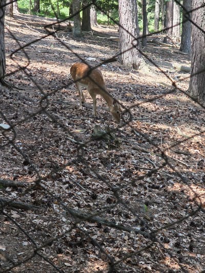 A young deer with brown spotted fur is foraging on the forest floor in Dedovo, Bulgaria. The deer is partially obscured by a chain-link fence in the foreground. The ground is covered in fallen leaves and pinecones. Tall trees with dappled sunlight filtering through their leaves surround the scene. The overall impression is one of a natural habitat with a sense of enclosure.
