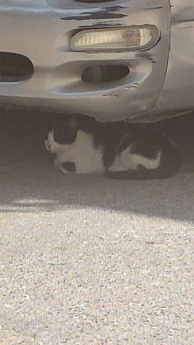 A black and white cat is resting underneath a car, likely for shade or shelter. The car's silver bumper is visible in the upper portion of the image. The ground beneath the car and in the foreground appears to be asphalt or a similar paved surface. The scene suggests an outdoor urban or suburban environment. The image quality is grainy and somewhat blurry, making fine details difficult to discern. The specific location within Aigio, Greece cannot be determined from the visual information provided.