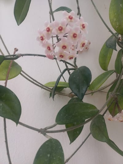 The image shows a close-up view of a Hoya plant with clusters of pale pink flowers with red centers, and dark green, ovate leaves with white flecks. The plant is growing along a thin, woody vine that is supported by a white wall. The lighting is soft and diffused, suggesting it is indoors. There are no people or other animals visible in the image. The image does not provide any information about its location in the city of Revda, Russia.