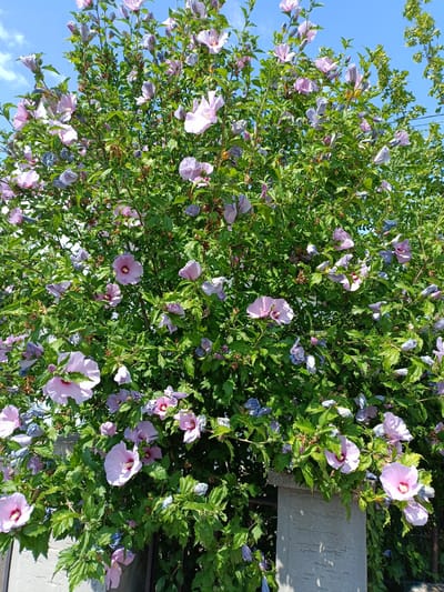 This media file is a full-frame, eye-level, outdoor shot of a flowering Hibiscus syriacus bush, commonly known as Rose of Sharon. The bush is densely packed with lush green leaves and numerous pale pink and lavender-blue flowers, some fully open and others in bud. The flowers exhibit the characteristic trumpet shape of hibiscus, with prominent stamens in the center.
The scene is set against a bright blue sky with a few wispy white clouds, suggesting clear, sunny weather. The time of day appears to be daytime, likely late morning or early afternoon, given the intensity of the sunlight. The bush is partially framed by a rough, grey concrete post on the right side of the image and a dark metal fence at the bottom, hinting at a garden or yard setting. Some of the lower branches of the bush are drooping over the fence.
There are no people or animals visible in the frame. The overall mood conveyed is one of natural beauty and tranquility, with the vibrant colors of the flowers and the greenery creating a pleasing visual effect. The image captures the peak bloom of the hibiscus bush, showcasing its abundant floral display. There is no visible text in the media file. The provided location context is Ittenheim, France.