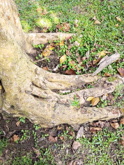 A tree's base and exposed roots mingle with the surrounding foliage. Green grass and small plants grow around the roots, interspersed with fallen brown leaves. The tree's bark is textured and light in color, contrasting with the darker soil and plant matter beneath. The scene is natural, capturing the intricate interplay between the tree and its immediate environment.