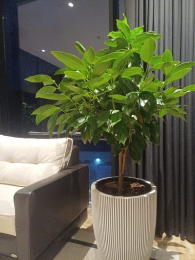 In a dimly lit interior, likely a residential or hotel setting, a lush green potted plant stands prominently. The plant, with numerous broad leaves, is housed in a textured white planter with vertical ribbed detailing. To the left of the plant, a portion of a sofa is visible, featuring a dark brown armrest and a cream-colored cushion. The background consists of dark, vertical curtains, and beyond them, a faint reflection suggests a large window or glass partition revealing a dark, out-of-focus exterior. The overall impression is one of indoor botanical display within a modern, possibly minimalist, environment. There are no people or discernible actions in the image. The location of Myk, Uzbekistan, is not determinable from the visual information provided.