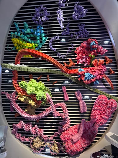 This image captures a large, vertically oriented, oval-shaped scientific exhibit displaying three-dimensional molecular models against a background of horizontal black and white stripes. The scene is located within Guangming District, China, likely in an educational or museum setting.

The exhibit features several vibrantly colored models representing various biological macromolecules and cellular structures. In the upper left quadrant, multiple purple, teal, and yellow structures depict complex protein folds, including alpha-helices and beta-sheets. Adjacent to these, a large, intricate red and pink structure with blue accents, resembling a ribosome, shows an elongated, segmented red-orange chain emerging from it, indicative of a polypeptide being synthesized. This chain extends horizontally across the middle of the display, interacting with a wavy, dark green structure that mimics a cell membrane.

Below the membrane, a prominent large, light green globular structure, possibly a protein complex or enzyme, is present. Extending from it and coiling downwards is a long, pink, beaded chain, representing a DNA molecule or chromatin fiber, which further interacts with beige, amorphous structures at the bottom left, suggesting DNA packaging with histones. To the mid-right, two pink, X-shaped structures resembling metaphase chromosomes are prominently displayed. Various smaller, irregularly shaped orange and brown molecular fragments are scattered throughout the background.

Several small, black rectangular plaques with white Chinese text and embedded lights are visible on the striped background, acting as labels or interactive elements for the exhibit. The entire display is uniformly lit, and a partial view of a white display stand or console is visible at the bottom right corner of the frame. No people are visible in the immediate vicinity of the exhibit.
