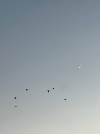 The image shows a wide shot of a pale grey sky with a crescent moon and a small, bright star visible in the upper right quadrant. Below the moon, a flock of seven birds is captured in flight, their dark silhouettes contrasting with the pale sky. The birds are scattered across the middle and lower portions of the frame, some flying in a loose formation. The overall impression is one of a serene, possibly early evening or late afternoon, sky. The location is not specified in the image.