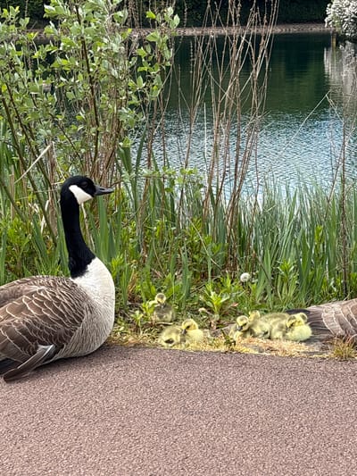A Canada goose and several goslings are positioned near a body of water and a pathway. The adult goose, with its distinctive black neck and white cheek patches, is positioned along the path edge. The goslings are clustered together near the goose and in the grass. The backdrop includes tall grasses, other foliage, and the water body. The path is dark brown. The location is suggested to be Giffnock, United Kingdom.