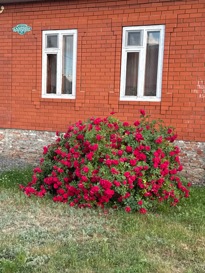 The image shows a close-up of a brick building with two windows and a large rose bush in front of it. The building is made of red brick and has a stone foundation visible below the windows. The windows are white and have multiple panes. A street sign that reads "КАЛИНИНА 37" (Kalinin Street 37) is attached to the brick wall above the left window. The rose bush is full of vibrant pink or red roses and green leaves. The ground in front of the bush is covered with grass and some low-lying plants. The scene appears to be outdoors during the daytime.