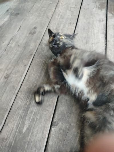 A tortoiseshell cat with yellow eyes is lying on its back on weathered wooden planks. The cat appears to be in motion, possibly playing or stretching, with its paws extended and its body contorted. The wooden surface is rough and appears to be outdoors, with visible grain and gaps between the planks. The overall lighting is natural, suggesting it is daytime. No other subjects or objects are clearly visible in the image, aside from the cat and the wooden floor. The location is identified as Дзешчанскі сельскі Савет, Belarus.