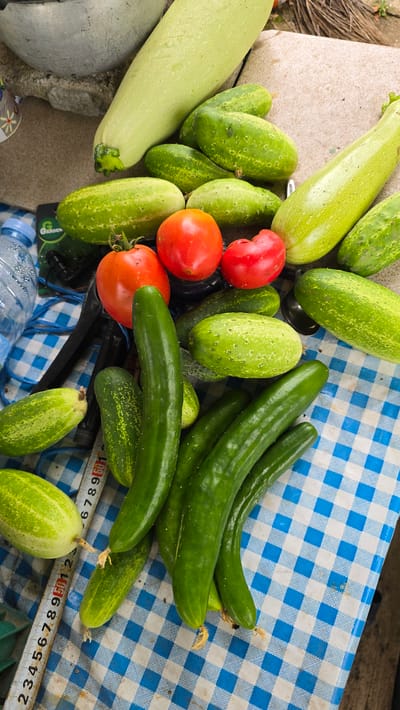 This is a high-angle, medium shot of a collection of fresh produce, predominantly cucumbers and tomatoes, arranged on a blue and white checkered tablecloth. In the background, a light-colored, long squash rests partially on a large, textured grey object, possibly a stone or concrete surface. To the left, a clear plastic water bottle with a blue cap is visible, as well as a small green packet with a "GARDEN" logo. A metal measuring tape, showing markings from 1 to 9 and beyond, is placed diagonally across the lower left quadrant of the image. Several ripe red tomatoes are clustered together. A significant number of cucumbers, varying in size and ripeness, are spread throughout the frame. Some are elongated and dark green, while others are shorter, lighter green, and have a slightly bumpy texture. One long, pale green squash is positioned near the top of the frame, and another similar squash lies to the right. The scene is outdoors, with natural lighting. The setting appears to be a garden or an outdoor market stall in Ravadinovo, Bulgaria, given the presence of locally grown produce. There are no people visible in the image.