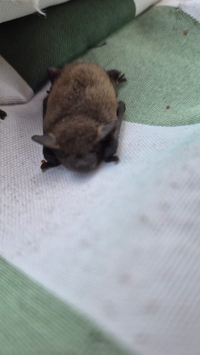A small, brown bat is lying on a striped fabric surface. The fabric is predominantly white with green stripes. The bat is positioned centrally in the frame, facing downwards. Its fur is fluffy and dark brown. Its ears are pointed and visible. Some small orange specks are present on the green fabric. The background consists of more of the striped fabric and a white material. The scene appears to be indoors or on a covered surface. There is no discernible indication of the location within Ļūbaste, Latvia.