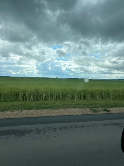 The image depicts a vast green field under a cloudy sky. The field appears to be agricultural, with rows of tall green plants stretching towards the horizon. A dirt road runs along the bottom of the frame, separating the field from the foreground. The sky is filled with dramatic, dark clouds, with patches of blue sky visible between them. A few power lines are faintly visible in the distance, stretching across the landscape. The overall impression is one of a rural, possibly remote, setting. No people or specific landmarks are discernible in the image to pinpoint a precise location within Гудзевіцкі сельскі Савет, Belarus.