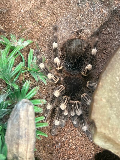 A tarantula is centered in the frame, its dark body covered in long, brown hairs. Its eight legs are fanned out, with each leg featuring alternating bands of dark brown and white. The tarantula is positioned on a substrate of dry soil and small pieces of wood. To the left of the tarantula are several blades of artificial green grass, and a light brown, textured object, possibly a piece of bark or wood. To the right, a large, pale beige rock or stone is partially visible. The scene appears to be an enclosure, possibly a terrarium, given the presence of artificial plants and the controlled environment. The image is taken from a top-down perspective, with the lighting casting subtle shadows. There is no information to suggest this image is located in Victoria, Canada.