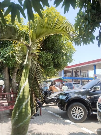 This image depicts a sunny daytime scene at a commercial service area in Damatutong, Indonesia. In the foreground, a large, light-green palm tree with a noticeably swollen trunk, marked with white horizontal stripes, dominates the left side. Its fronds extend upwards and to the right. Behind it, a red metal bench and a white globular street lamp are partially visible.

The middle ground features a paved area with white line markings, indicating a parking or circulation zone. A black SUV, possibly a Mitsubishi Pajero Sport, is parked on the right, facing slightly left. A dark-colored motorcycle or scooter is parked to its left, behind the palm tree.

In the background, a two-story building with a prominent red and blue canopy structure is visible, characteristic of a petrol station. A sign displaying "MotoUp" is visible on the building's facade, which has multiple windows and a balcony on the second level. A pump structure with the number '4' is seen to the far right.

Several individuals are present. One person is seated on the red bench, with only their lower legs and feet visible. Another individual, wearing a light-colored shirt and a cap, stands near a small, colorful kiosk or stall (red and green roof) to the left of the black SUV. Behind the kiosk, a person wearing a headscarf is partially visible. Other indistinct figures are visible around the petrol station. The environment is characterized by numerous green trees providing shade, and a clear blue sky overhead.