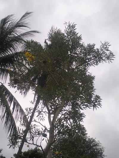 This is a low-angle, full shot of trees against an overcast sky, likely taken outdoors in Teupinreusep, Indonesia. The foreground is dominated by the dense foliage of several trees. On the left, a palm tree with long, dark fronds is visible. To its right, a broader tree with green leaves and some clusters of yellow flowers takes up the center and right of the frame. The branches of this tree are thick and gnarled. The sky is a uniform, light gray, indicating cloudy conditions. The overall impression is one of natural scenery, possibly in a park or residential area, with no visible people or specific man-made structures.
