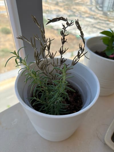 The image shows a white pot with a plant on a windowsill. The plant has both green and dried branches. The background is blurry and appears to be an outdoor scene with buildings visible. The location is identified as Sderot, Israel. The scene is indoors, near a window, with natural light illuminating the plant and the surrounding windowsill. No people are visible in the image.