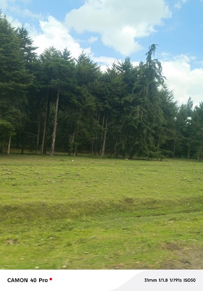 The scene, located in Kitengela ward, Kenya, depicts a natural landscape comprising a dense forest bordering an open grassy field under a partly cloudy sky. The upper portion of the frame displays a clear blue sky with scattered white cumulus clouds. A thick line of dark green coniferous trees, featuring visible slender trunks, extends across the mid-ground. One prominent tree in the upper right-center exhibits a distinct, upward-curving top branch. The lower two-thirds of the image consist of an uneven expanse of vibrant green grass. Scattered light-colored debris is observable on the grass, particularly near the tree line. No human subjects or animal life are depicted. The immediate foreground shows a slight motion blur.
