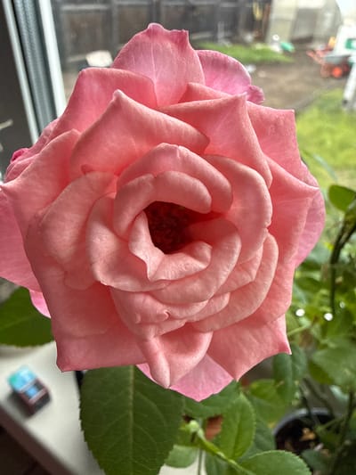 A close-up shot displays a fully bloomed pink rose. The rose's petals are densely packed, creating a layered, swirling pattern towards the center. The flower is positioned near a window, as suggested by the blurred urban background, possibly reflecting the urban environment of Granovshchina, Russia. Green foliage, likely belonging to the rose plant, is visible to the right of the flower. The scene is lit with natural light.