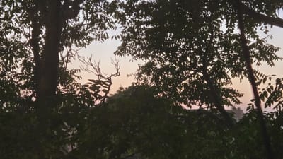 The image depicts a silhouetted view of trees against a pale pink and orange sky, suggesting it was taken at dawn or dusk. Dense foliage dominates the foreground, with the dark outlines of tree trunks and branches obscuring much of the background. Through the gaps in the leaves, a faint outline of a building with a flat roof and some greenery on top is visible on the right side of the frame. A bare, spindly tree branch is also visible in the mid-ground, to the left of the main trees. The overall impression is one of natural elements framing a distant urban structure, possibly indicating a residential area on the outskirts of Kaka, Turkmenistan, where trees are common and buildings might be interspersed with vegetation. No people or specific actions are discernible.