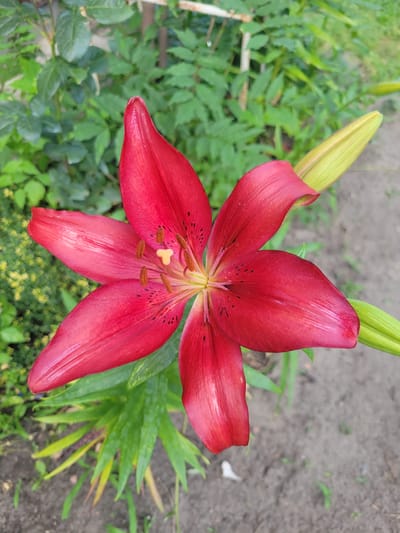 A close-up, overhead shot captures a vibrant red lily bloom in a garden setting. The lily's petals are open wide, revealing its delicate stamens and pistil at the center. The petals are a deep, rich red with subtle dark spots and lighter, almost iridescent streaks. To the left of the main bloom, a pale green lily bud is visible, still closed and pointing upwards.
The background is a mix of lush green foliage and dark soil, suggesting a natural outdoor environment. The foliage appears healthy and varied, with some leaves in sharp focus and others blurred, creating a sense of depth. The soil is a dark, earthy tone, with a few small green shoots or weeds interspersed.
The lighting suggests it is daytime, possibly overcast or the sun is not directly overhead, as there are no harsh shadows and the colors are evenly illuminated. The overall impression is one of natural beauty and the serene tranquility of a garden. The image appears to be taken in Belaazyorsk, Belarus, placing it within a specific geographical context. No text is visible in the image.