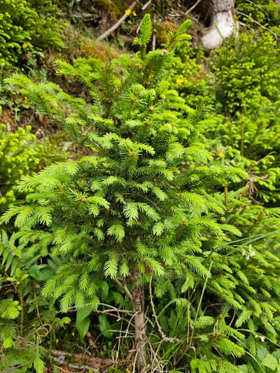 A close-up, eye-level shot captures a young evergreen sapling in a densely forested area, likely in Pontagna, Italy. The sapling, with its vibrant green needles and delicate new growth, is the central focus. Surrounding it are other evergreen trees, ferns, and various low-lying green foliage. The ground beneath is a mix of moss, fallen leaves, and twigs. In the background, out of focus, are more trees, some with rough bark, and a hint of a lighter-colored tree trunk. Scattered amongst the green are a few small yellow wildflowers. The lighting suggests an overcast or shaded day, with soft, diffused light. There are no people or animals visible in the frame.