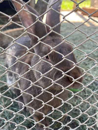 The image shows a close-up, eye-level view of a brown rabbit behind a chain-link fence. The rabbit is facing the camera and appears to be eating a blade of green grass. Its fur is a mix of brown and grey, with some lighter patches on its body. The rabbit's eyes are visible, and its ears are long and erect. The background is out of focus but appears to be an outdoor enclosure with hay or straw on the ground and some green vegetation. The fence in the foreground is weathered and has some rust spots. The lighting suggests it is daytime. There are no people visible in the image. The image does not provide any information about the location in the city of Gorna Malina, Bulgaria.