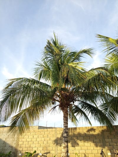 The image displays a tall coconut palm tree situated in Cumana, Venezuela. The tree possesses a textured, ringed trunk and a crown of numerous green fronds, among which several green coconuts are visible. Behind the palm tree, a light-colored perimeter wall, constructed from block masonry, extends horizontally. This wall is topped with a security wire, identified as barbed or razor wire. Distinct shadows from the palm fronds are cast onto the wall. A partial view of another palm frond is present on the right edge of the frame. The upper portion of the scene reveals a light blue sky with sparse, wispy cloud formations. Minimal green vegetation is visible at the base of the wall in the foreground. The scene is illuminated by direct sunlight.