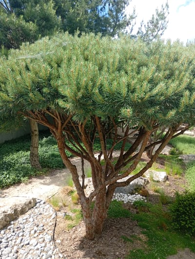 The image shows a well-maintained garden featuring a prominently displayed bonsai-style pine tree. The tree has a thick, textured brown trunk that branches out into numerous limbs, supporting a dense canopy of vibrant green needles. The ground around the tree is covered with a mix of mulch, small white stones, and green ground cover plants. To the left of the pine, a pathway made of smooth, gray stones winds through the scene. In the background, other trees, including a taller pine, and more greenery are visible under a bright sky with some clouds. The overall impression is one of a peaceful and artfully arranged outdoor space, likely a private garden or a public park in Nowa Wieś Szlachecka, Poland. There are no people or animals visible in the image.