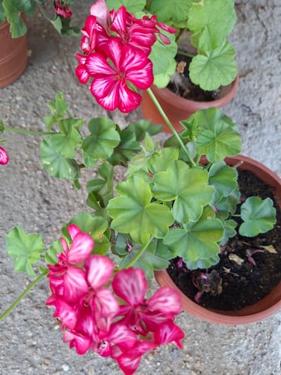 A close-up, high-angle shot shows two potted geranium plants with vibrant pink and white striped flowers and green, lobed leaves. One pot is in the foreground to the left, and another is partially visible in the background to the right. The plants are placed on a textured, gray surface, likely concrete or stone, with pebbles visible. The lighting suggests it is daytime, possibly outdoors, given the natural light. There is no visible text in the image. The scene is a still life of flowering plants in pots, with no human presence or discernible activity other than their growth. The overall mood is one of natural beauty and simple outdoor decor.
