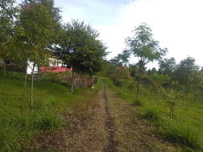 The image displays an outdoor scene in Røros, Norway, featuring a narrow dirt path that ascends gently uphill and veers slightly to the left, receding into the distance. The path exhibits areas of exposed earth interspersed with sparse green vegetation. Flanking the path on both sides are grassy slopes abundantly covered with green foliage, including numerous young deciduous trees of varying sizes. On the left side, a building with a white upper section and a visible red lower portion or roofline is partially visible through the trees in the mid-ground. The right side of the path presents a dense collection of smaller trees and shrubs. The upper portion of the frame shows a bright, largely clear sky, indicating daytime conditions. There are no individuals, animals, or discernible activities present in the scene.