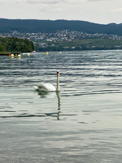A swan swims on a lake in Cortaillod, Switzerland. The swan is white and is facing the camera. The water is rippled and reflects the swan's body. In the background, there is a shoreline with trees and buildings, and a hill covered in trees. There are yellow buoys in the water. The sky is overcast.