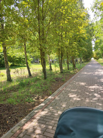 A paved walkway lined with trees stretches into the distance. The walkway is constructed of rectangular pavers in shades of grey and red, with sunlight dappling the surface through the leaves. To the left of the walkway is a grassy area with several trees featuring slender, light-colored trunks and green foliage. The trees create a canopy, casting shadows on the path. Further in the background, more trees and greenery are visible. The scene appears to be a park or a tree-lined path in a rural or suburban area. The time of day is likely daytime, given the bright sunlight and shadows. There is no visible text in the image. The overall impression is one of a peaceful, natural setting on a clear day.