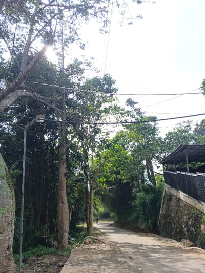 A sunlit road stretches between dense greenery. Trees line the path, their branches reaching overhead and power lines crisscrossing the sky. A building with a dark roof and stone wall sits on the right. A lone figure walks in the distance along the road. The scene evokes a sense of nature and peaceful solitude.