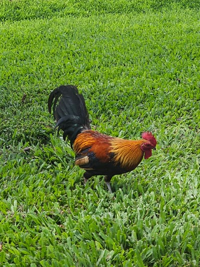 A rooster with orange and black plumage is walking on a patch of bright green grass. The rooster is facing to the right, with its head down as if foraging. Its tail feathers are black and curved upwards. The grass is densely packed and appears to be well-maintained. The image is taken from a slightly elevated perspective. The scene is set outdoors, likely in a yard or park.