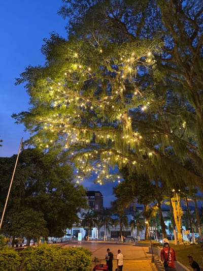 The image depicts a nighttime scene in a public plaza in Pitalito, Colombia. A large, mature tree occupies the upper half of the frame, its canopy densely covered with numerous warm-toned string lights that illuminate its foliage and hanging epiphytes. The sky above is a deep indigo blue.

In the lower foreground, a paved brick pathway leads into the plaza. On the right, a person wearing a red shirt with the number "3" and a white helmet descends steps. Further left, a group of three individuals stands near a small, dark cart or stand. One individual wears a white shirt, another a dark shirt.

The middle ground reveals a broad plaza with additional palm trees and various indistinct figures scattered across its surface. In the background, several multi-story buildings with illuminated windows and facades are visible, characteristic of urban architecture. A tall, slender pole stands on the left side of the frame, extending upwards past the tree line. Low green bushes form part of the landscaping in the immediate foreground. Artificial street lighting is present within the plaza.