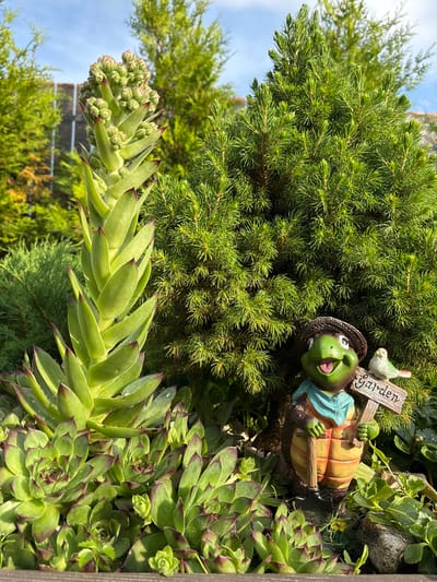 The image shows a close-up of a garden scene, with a focus on a quirky garden gnome and various plants. The gnome is a green, frog-like creature wearing a straw hat and a blue scarf, holding a sign that reads "Garden." A small white bird perches on the sign. The gnome is positioned amongst lush green coniferous foliage and a cluster of succulent plants, likely Sempervivum, also known as hen and chicks. One of the succulent plants is elongated with numerous small buds, suggesting it is flowering. The overall impression is one of a whimsical and well-maintained garden. The lighting suggests it is daytime, with the sun casting distinct shadows and highlighting the dew drops on the succulent leaves. The background includes hints of a structure and blue sky, indicating an outdoor setting. The image appears to be taken in Kiskelovo, Russia, based on the provided context.