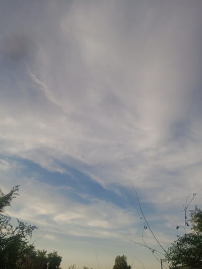 The image depicts a sky filled with thin, wispy clouds, primarily white and light gray, with streaks of pale blue visible in the lower half. The sky is vast, taking up most of the frame, and appears to be either early morning or late afternoon given the soft lighting. In the lower corners, silhouetted against the sky, are the dark green tops of trees. A few slender, bare branches with small dark seed pods extend upwards from the bottom right. The scene suggests an outdoor environment, possibly a natural landscape or park area. There are no people or animals visible in the image, nor any discernable man-made structures. The overall impression is one of a calm, atmospheric sky. The location is identified as Usharal, Kazakhstan, though no specific landmarks are visible to confirm this.