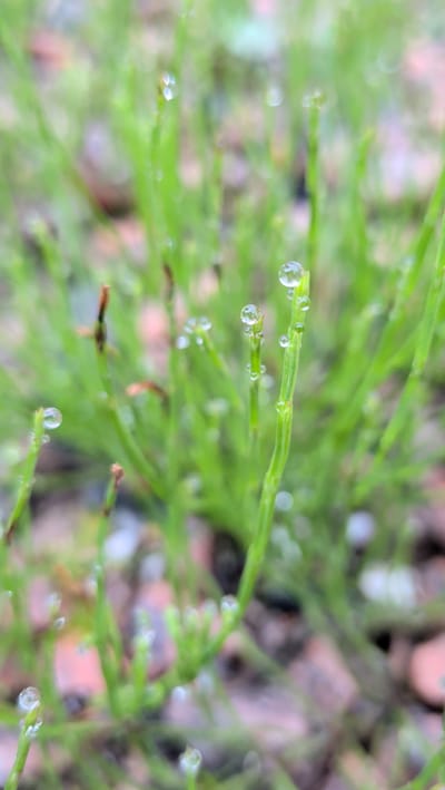 A close-up, eye-level, vertical shot captures dew drops clinging to slender green stems of horsetail plants. The background is a blur of soft green foliage and muted pink and brown earth, suggesting a damp, natural environment. The focus is sharp on the dew drops, which appear as perfect, glistening spheres reflecting the light. One prominent stem in the foreground, to the right, is adorned with several droplets, the largest one at its tip. To its left, another stem bears smaller drops. Other stems recede into a soft, out-of-focus background, also dotted with similar water droplets. The scene evokes a sense of freshness and the micro-details of nature after a rain or in the morning dew. The location in Averøy, Norway, would imply a coastal or rural setting where such vegetation is common.