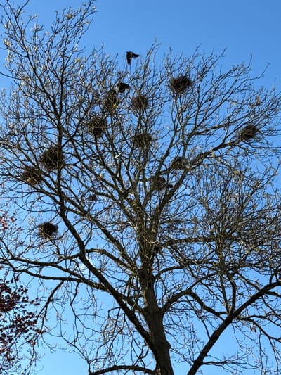 The image depicts a tree with multiple bird nests against a clear blue sky. The tree is mostly bare of leaves, although some small buds are visible. There are approximately 10 bird nests scattered throughout the branches. Two birds are visible in the lower left portion of the image, one appears to be in flight. The image was likely taken in the Dacorum region of the United Kingdom, but without further evidence I cannot confirm the exact location.