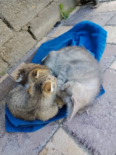 Three young raccoons are nestled together on a folded blue cloth. The raccoons are a mix of grey and brown fur with distinctive dark markings around their eyes and on their tails. They appear to be sleeping or resting. The cloth is placed on a cobblestone or paved surface, and behind it, a rough, textured concrete wall is visible. Some sparse green vegetation is growing near the wall. The overall scene suggests an outdoor location, possibly in an urban or semi-urban environment.