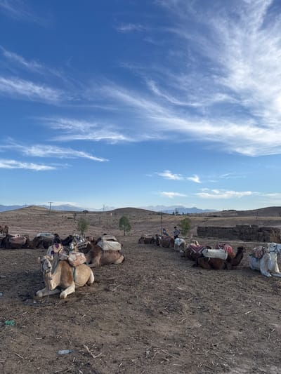 In Lalla Takarkoust, Morocco, a caravan of camels rests on dry, dusty ground beneath a vast blue sky streaked with wispy white clouds. The camels are adorned with colorful saddles, some with patterned blankets, indicating they are prepared for rides. One camel in the foreground, a light brown dromedary, is lying down, its head facing the viewer. Behind it, other camels are similarly resting, with some having saddles. A few people are visible among the camels, some appearing to be guides and others possibly tourists. The landscape is arid, characterized by barren hills in the distance, sparse vegetation, and what appear to be some low-lying structures constructed from stacked materials, possibly hay bales. Utility poles are also visible in the background, suggesting the proximity of infrastructure. The overall scene depicts a quiet moment before or after a camel excursion in a desert-like environment.
